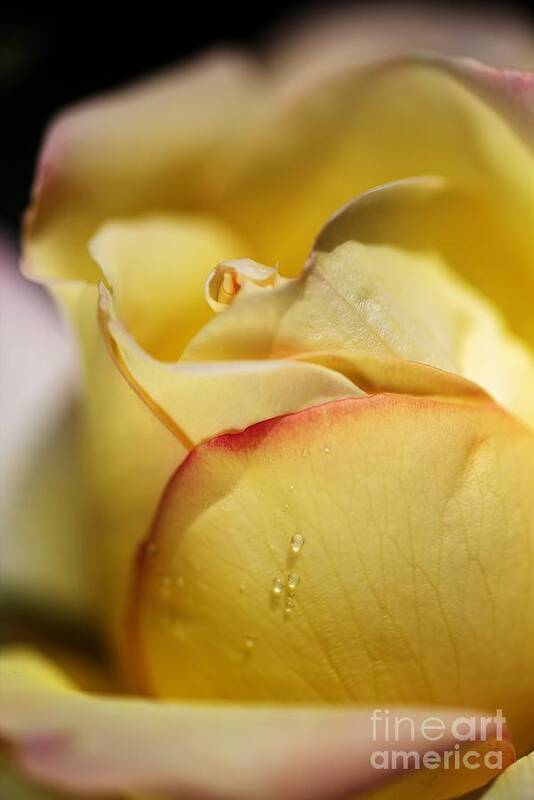 Rose Art Print featuring the photograph Red Tipped Yellow Rose by Joy Watson