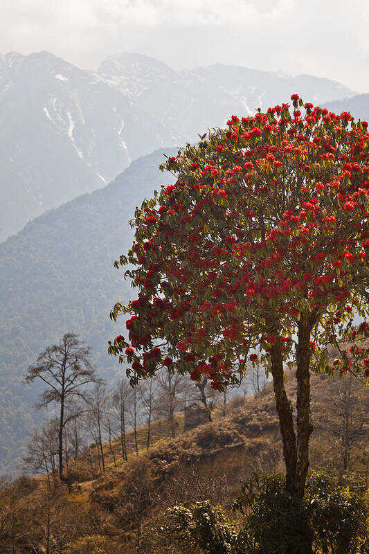 Scenics Art Print featuring the photograph Rhododendron on mountain by Merten Snijders