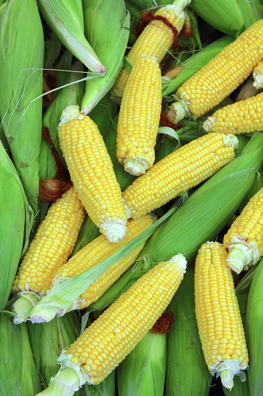 Corn Art Print featuring the photograph Ripe Corn - Food Background by Mikhail Kokhanchikov