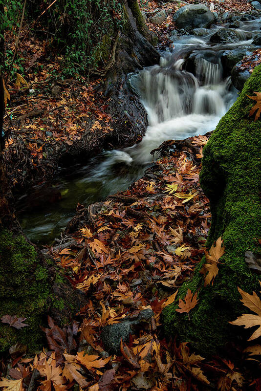 Waterfall Art Print featuring the photograph River flowing with maple leaves on the rocks on the riverside in autumn season by Michalakis Ppalis