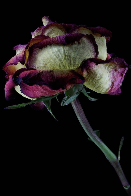 Macro Art Print featuring the photograph Rose 3092 by Julie Powell