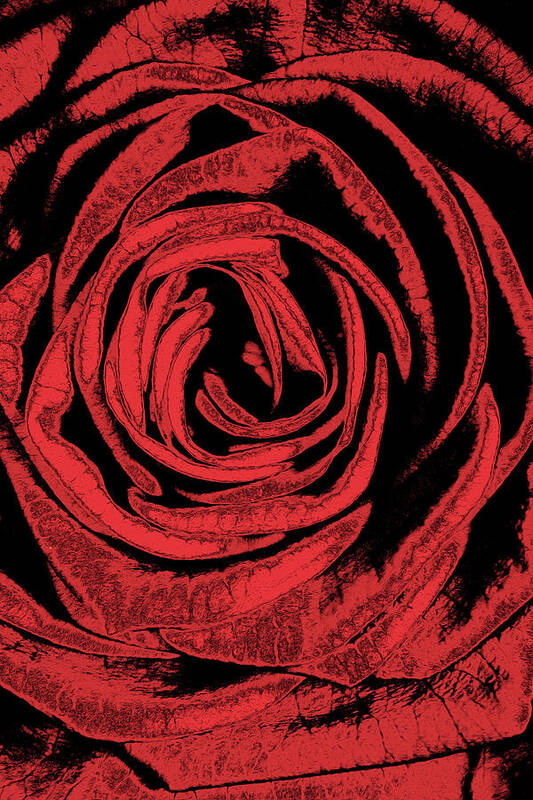 Rose Art Print featuring the digital art Rose by MPhotographer
