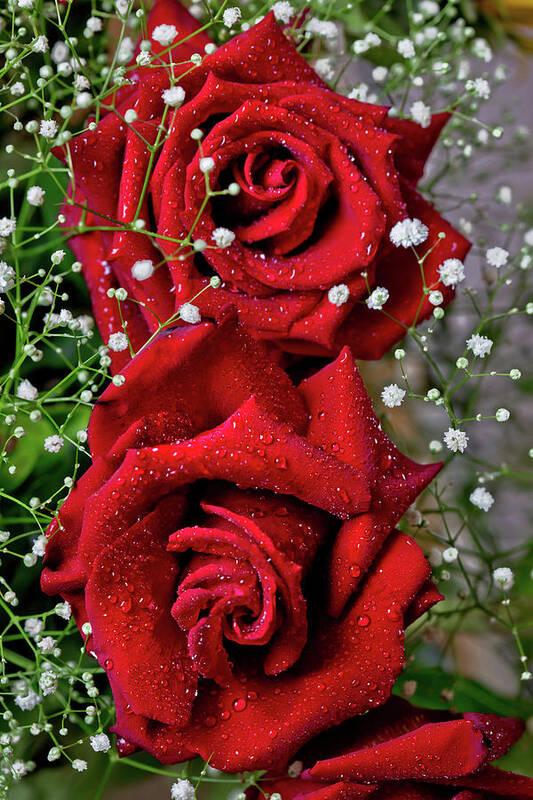 Two Red Roses Art Print featuring the photograph Roses In The Rain by Az Jackson