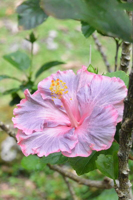 Flower Art Print featuring the photograph Ruffled Purple Pink Hibiscus by Amy Fose