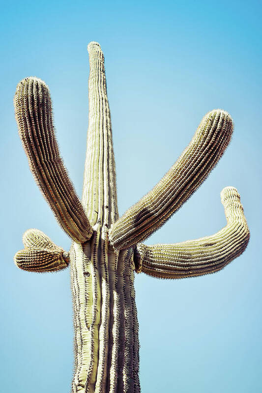 Atmospheric Art Print featuring the photograph Saguaro #3 by Jennifer Wright