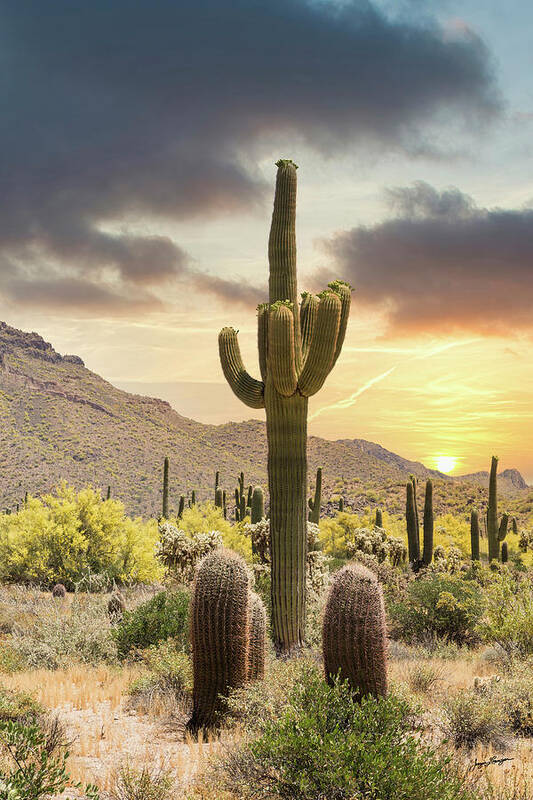 Saguaro Cactus Art Print featuring the photograph Saguaro Sunset by Jurgen Lorenzen