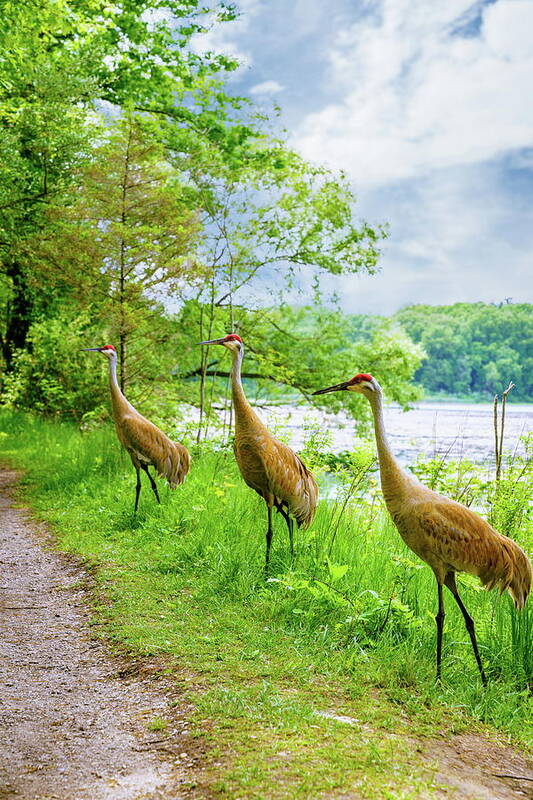 America Art Print featuring the photograph Sandhill Cranes in Michigan by Alexey Stiop