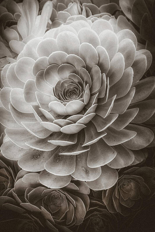 Soft Art Print featuring the photograph Santa Barbara Succulent#20 by Jennifer Wright
