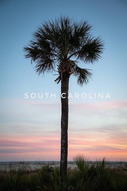 Tree Art Print featuring the photograph SC Palmetto Tree at Sunset by Cindy Robinson