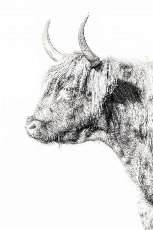 Scottish Highland Profile Art Print featuring the photograph Scottish Highland Profile by Wes and Dotty Weber