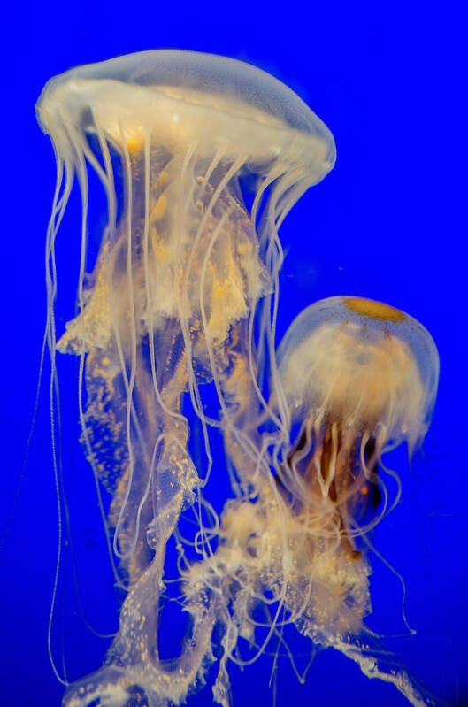 Sea Nettle Art Print featuring the photograph Sea Nettles by WAZgriffin Digital