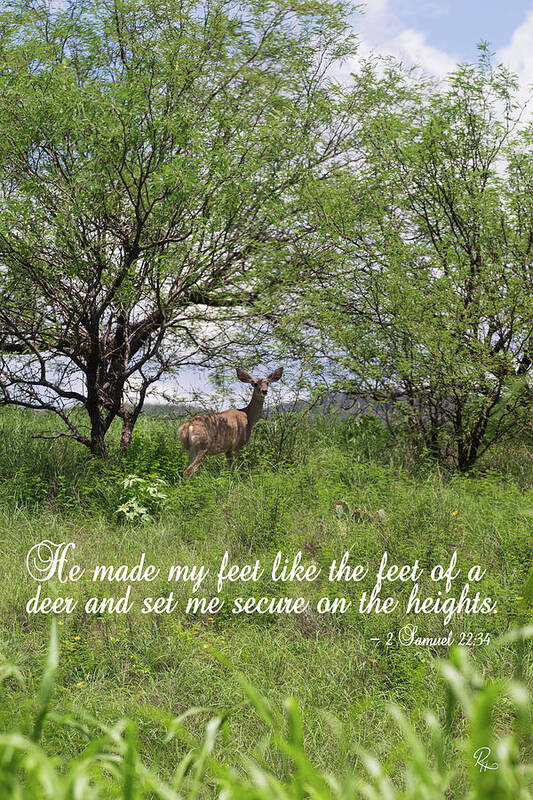 Mule Deer Art Print featuring the photograph Secure on the Heights by Robert Harris