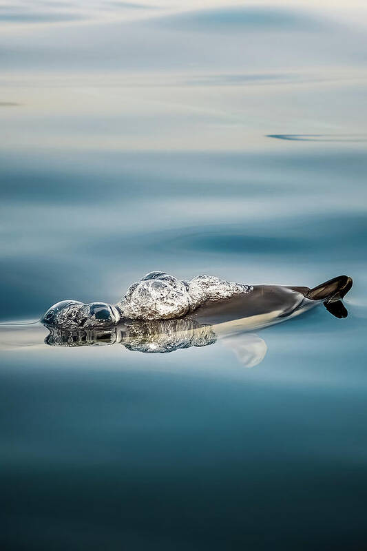 Dolphin Art Print featuring the photograph Serenity by Sina Ritter