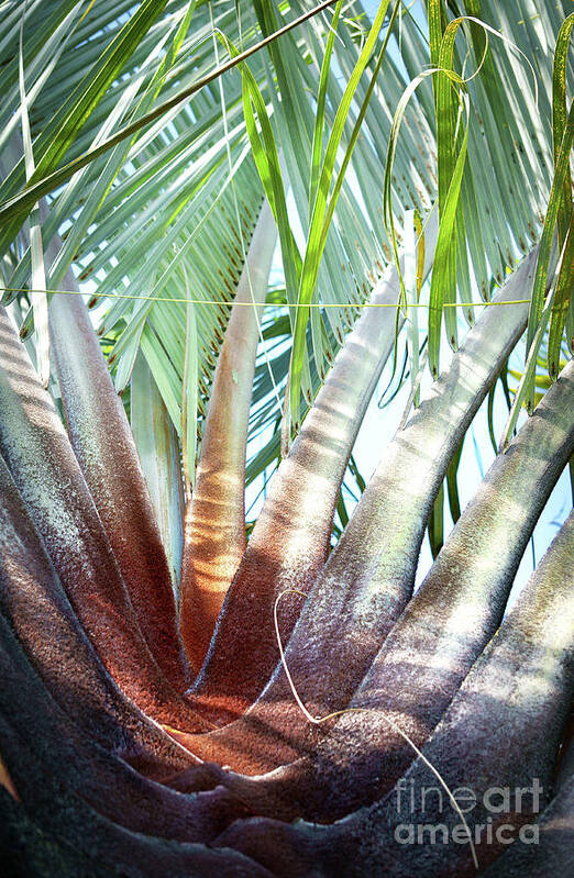Palm Art Print featuring the photograph Shapes of Hawaii 14 by Ellen Cotton