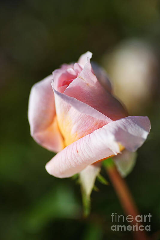 Abraham Darby Rose Flower Art Print featuring the photograph Shy Pink Rose Bud by Joy Watson