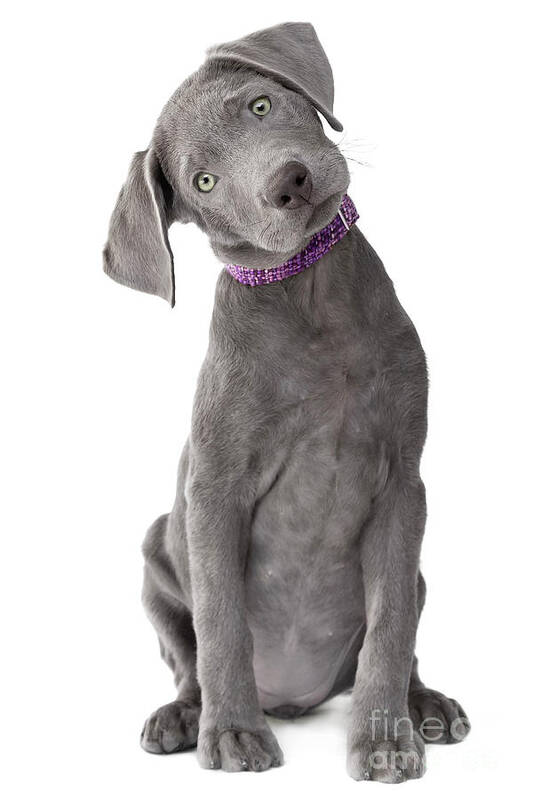 Dog Art Print featuring the photograph Silver Lab Puppy Joy-Full Body by Renee Spade Photography