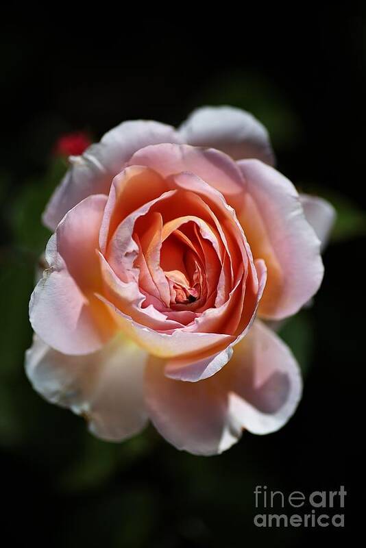Abraham Darby Rose Flower Art Print featuring the photograph Single Romantic Rose by Joy Watson