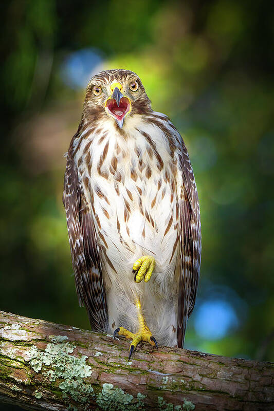 Red Shouldered Hawk Art Print featuring the photograph Song of the Hawk by Mark Andrew Thomas