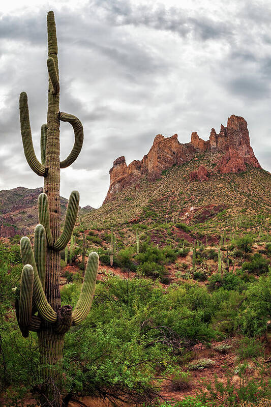 American Southwest Art Print featuring the photograph Sonoran Skyscraper by Rick Furmanek