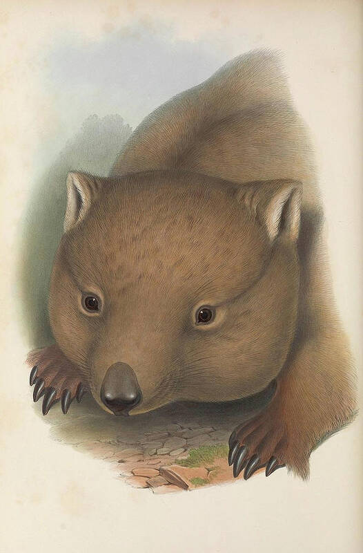 Australia Art Print featuring the drawing Southern Hairy Nosed Wombat by John Gould