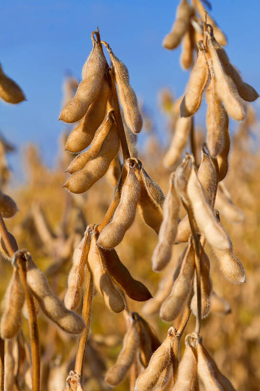 Outdoors Art Print featuring the photograph Soybeans ready for harvest by Ghornephoto