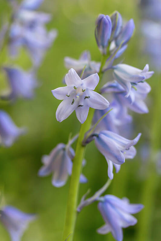 Flower Art Print featuring the photograph Spanish Bluebells 7 by Dawn Cavalieri