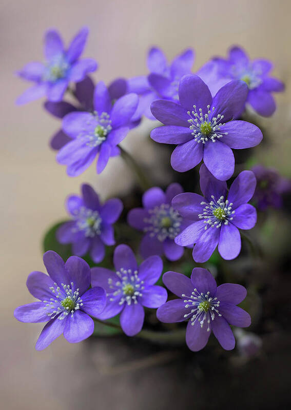 Hepatica Art Print featuring the photograph Spring is here by Jaroslaw Blaminsky