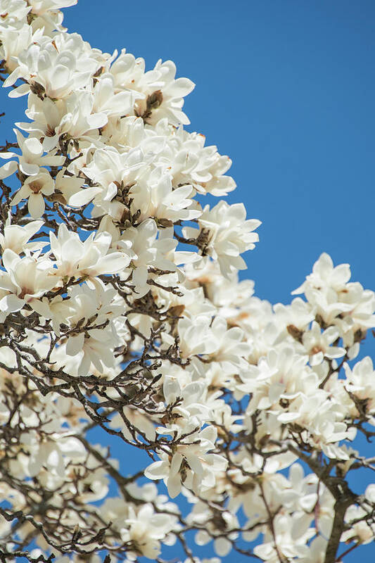 Magnolia Art Print featuring the photograph Springtime Blooms by Sally Cooper