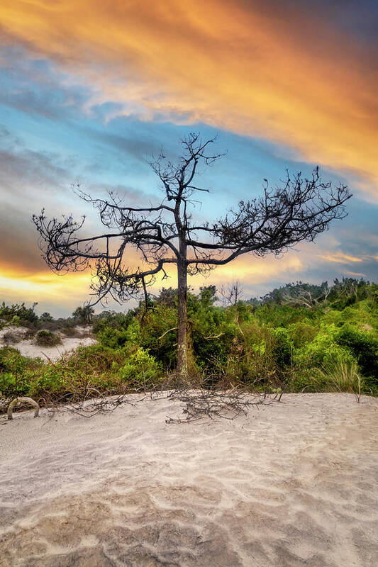 Tree Art Print featuring the photograph Standing on the Marsh Dunes by Debra and Dave Vanderlaan