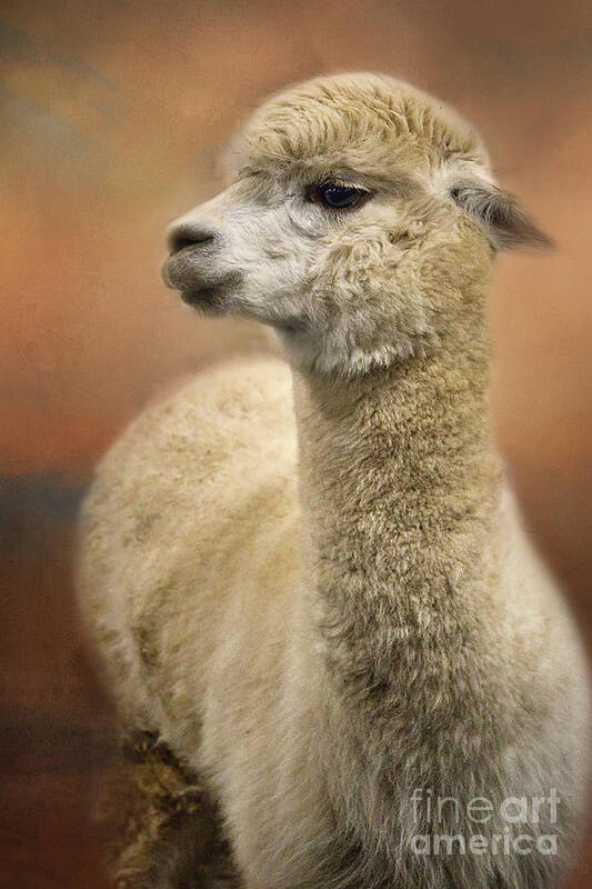 Alpaca Art Print featuring the photograph Standing Proudly by Amy Dundon