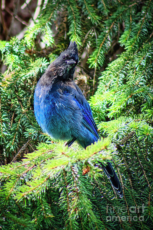 Bird Art Print featuring the photograph Steller's Jay by Thomas Nay