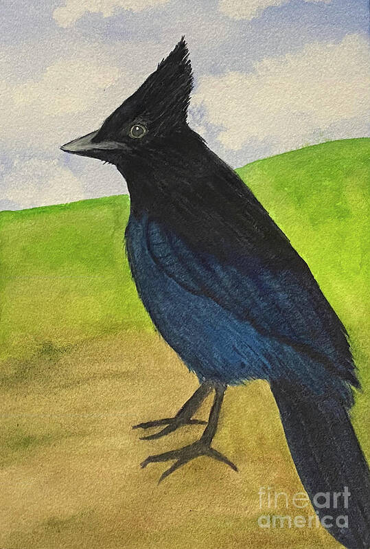 Steller's Jay Art Print featuring the painting Steller's Jay by Lisa Neuman