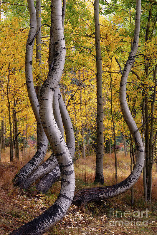 Telluride Art Print featuring the photograph Strange Curved Aspen Trees During Autumn in Colorado by Tom Schwabel