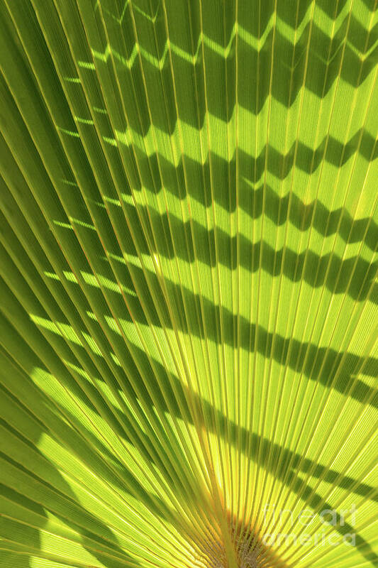 Palm Leaf Art Print featuring the photograph Structure of green palm leaf with shadows 2 by Adriana Mueller