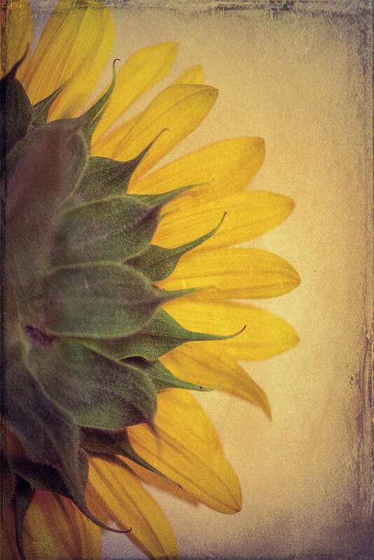 Sunflower Art Print featuring the photograph Sun Left by Philippe Sainte-Laudy
