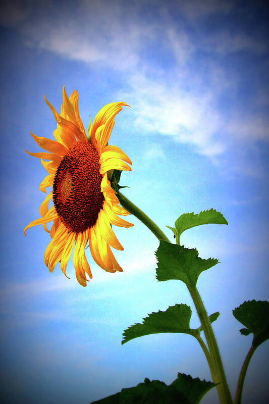 Sun Art Print featuring the photograph Sunflower2136 by Carolyn Stagger Cokley