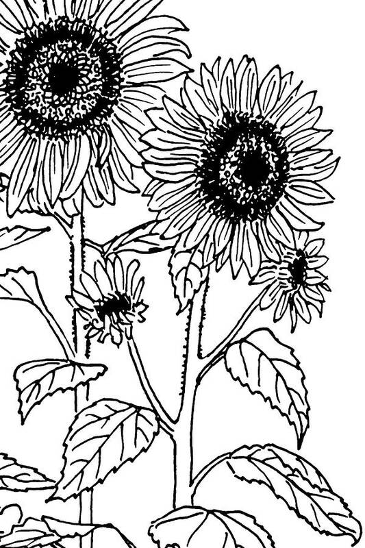 Sunflowers Art Print featuring the drawing Sunflowers 4 by Masha Batkova