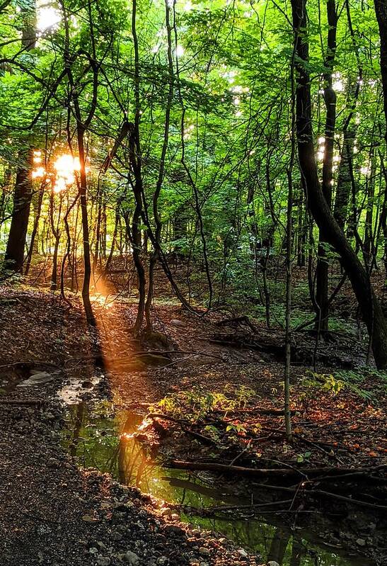 Forest Art Print featuring the photograph Sunlight in the Forest by Brad Nellis