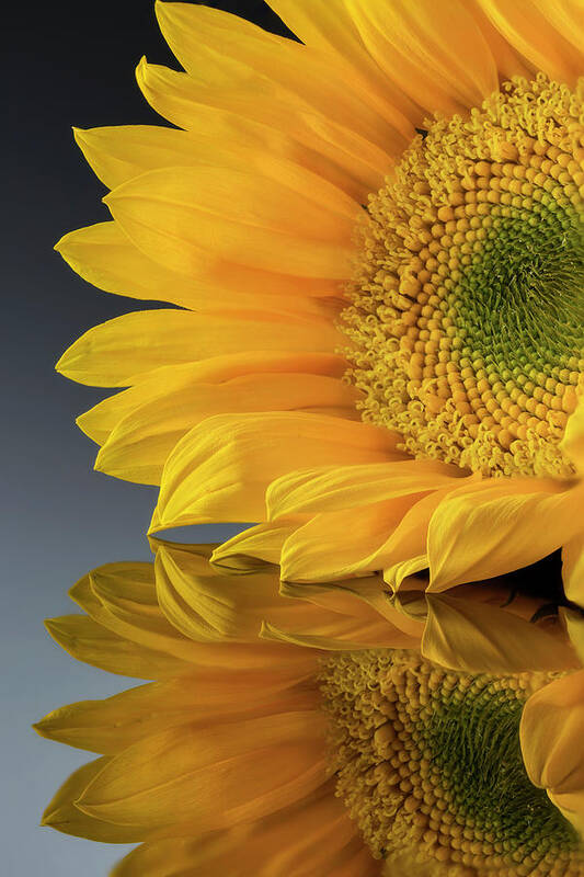 Sunflower Art Print featuring the photograph Sunny Reflection by John Rogers