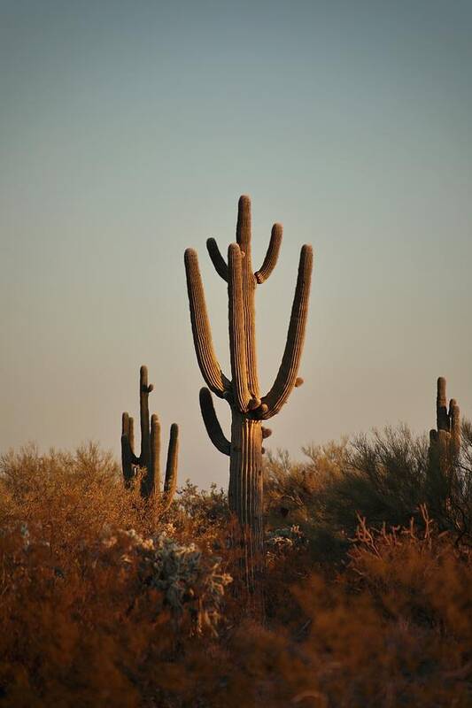 Landscape Art Print featuring the photograph Sunset Cactus by Go and Flow Photos