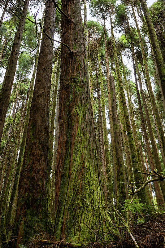 Tall Art Print featuring the photograph Tall Mossy Trees by Denise Kopko