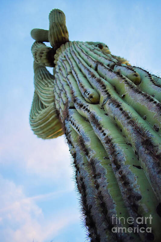Cactus Art Print featuring the photograph Tall One by Jake Walker