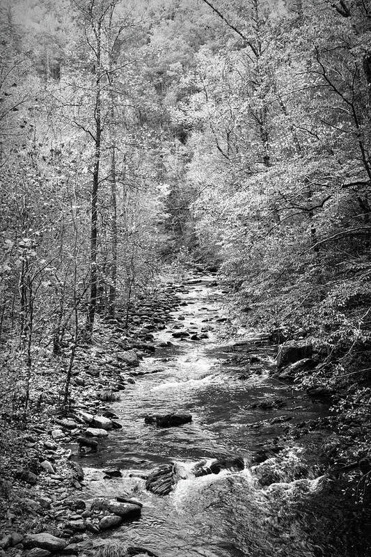 Carolina Art Print featuring the photograph The Call of the Forest II in Black and White by Debra and Dave Vanderlaan