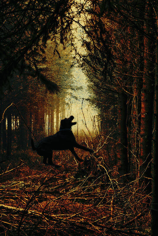 Dog Art Print featuring the photograph The dog of the forest by Yasmina Baggili