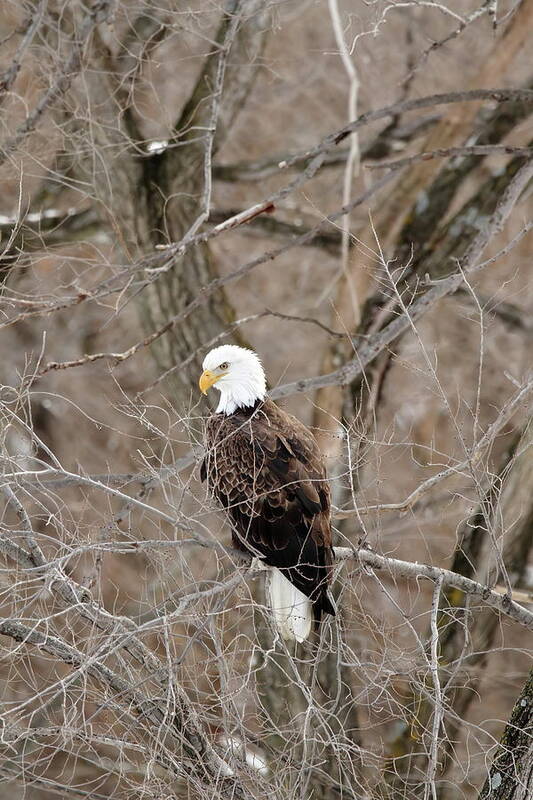 Bird Art Print featuring the photograph The Eagle Has Landed by Lens Art Photography By Larry Trager