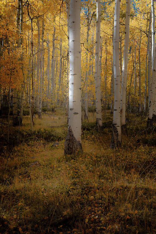 Aspen Trees Art Print featuring the photograph The Guardian by The Forests Edge Photography - Diane Sandoval