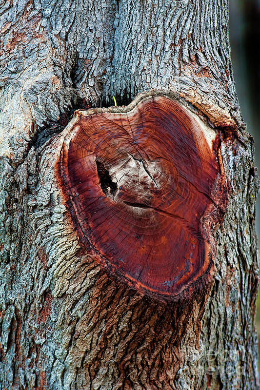 Tree Art Print featuring the photograph The Heart of a Tree by Joan Bertucci