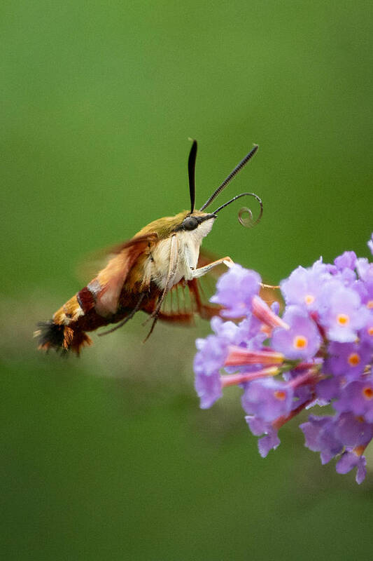 Cool Art Print featuring the photograph The Hummingbird Moth by Linda Bonaccorsi