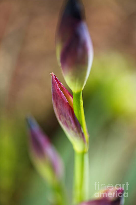 Iridaceae Art Print featuring the photograph The Iris Leaf by Joy Watson