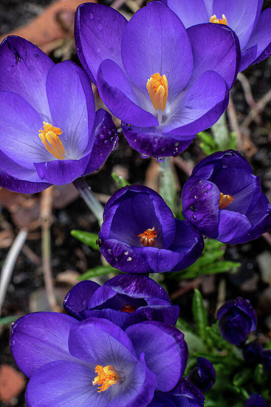 Spring Art Print featuring the photograph The Purple in Spring by Kevin Suttlehan